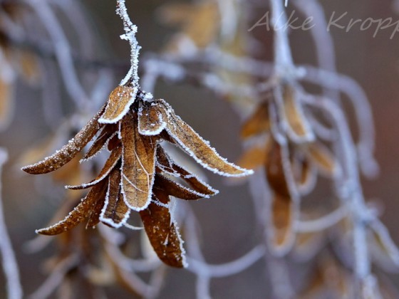 Winterwald