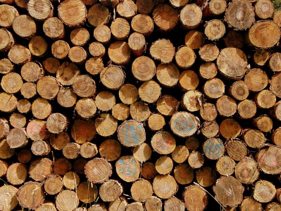 dřevo Wood