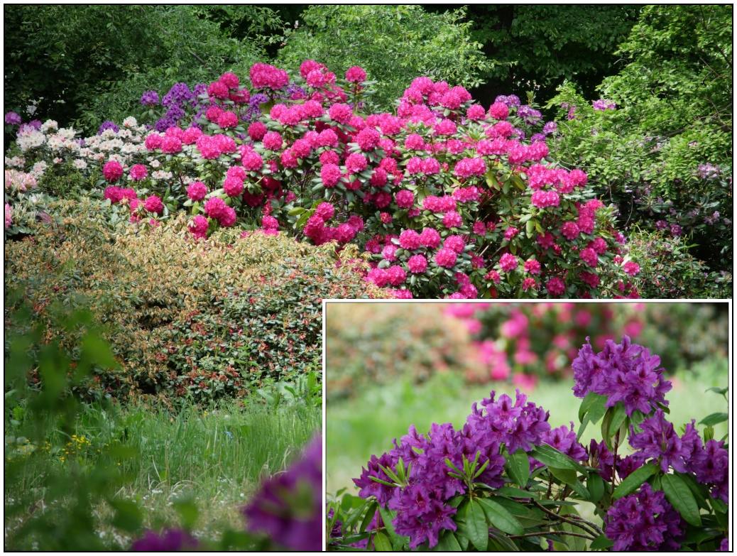 Rhododendron im Jahrpark