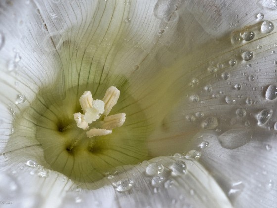 Schmuddelwetter Foto – Calystegia sepium