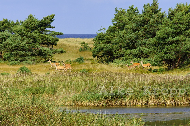 Hirsche an der Ostsee