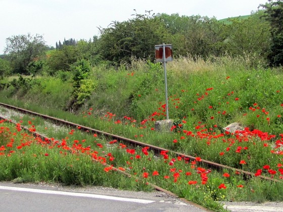 Straßenrand-"Bepflanzung" in der Toskana