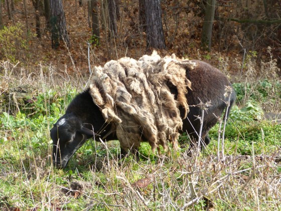 Winter- oder Sommerpelz?