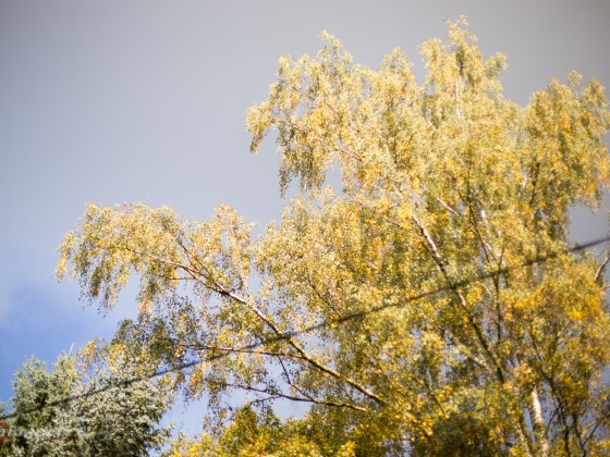 autumn Powerlines